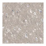 Merck Anti-HTR1F antibody produced in rabbit