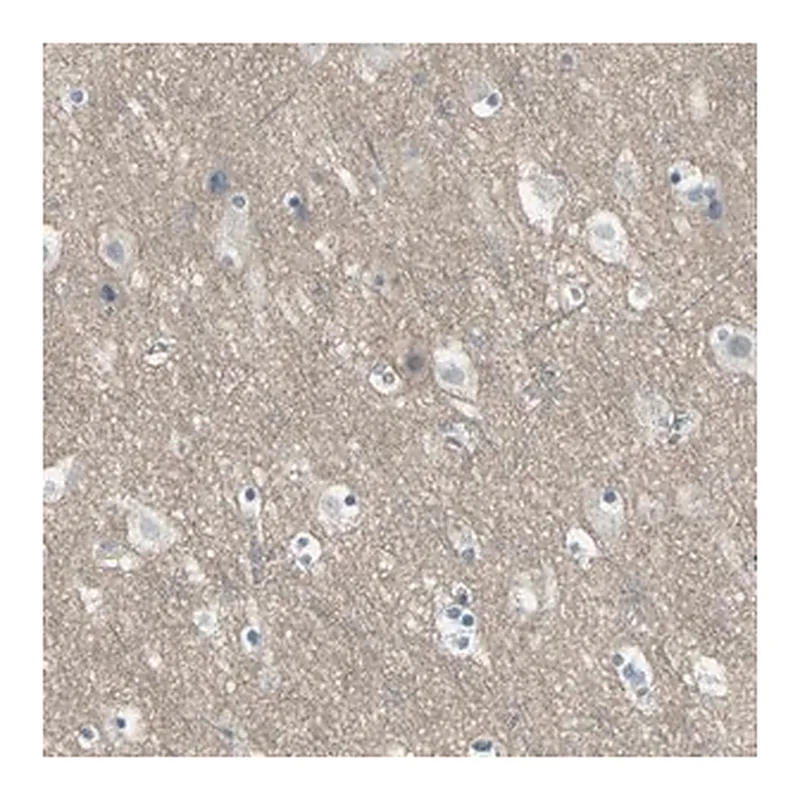 Merck Anti-HTR1F antibody produced in rabbit