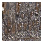 Merck Anti-PDE5A antibody produced in rabbit