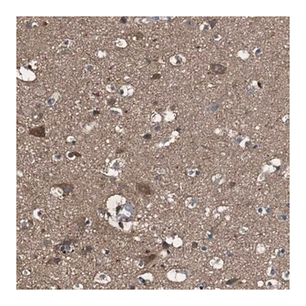 Merck Anti-PTPRR antibody produced in rabbit