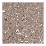 Merck Anti-PTPRR antibody produced in rabbit