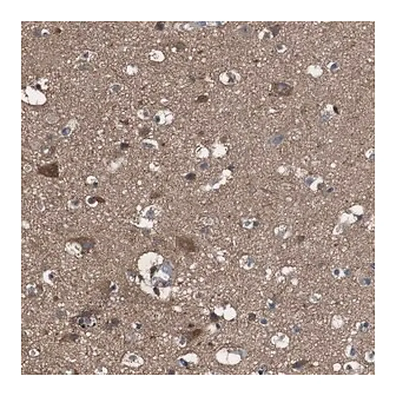 Merck Anti-PTPRR antibody produced in rabbit