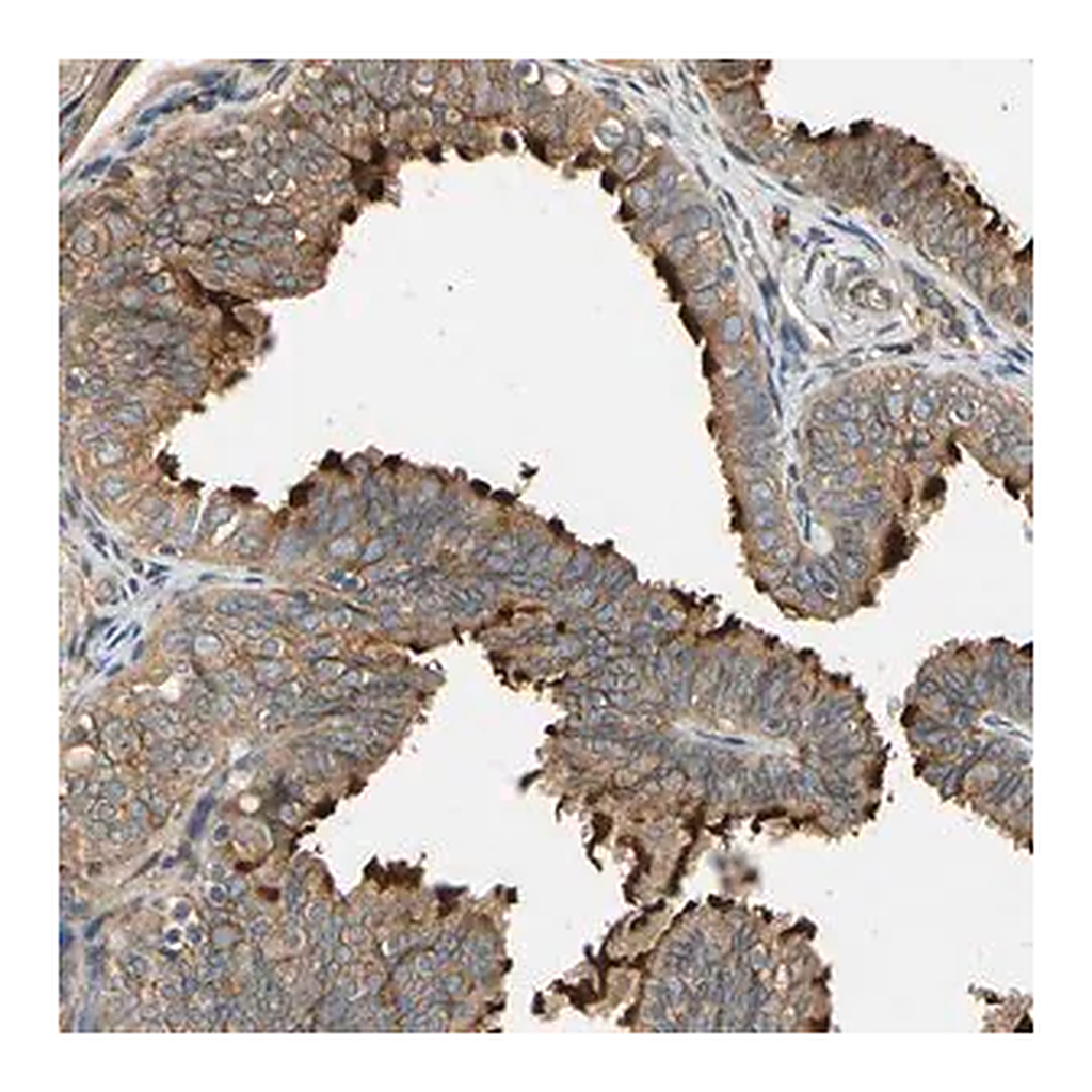Merck Anti-MGRN1 antibody produced in rabbit