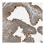 Merck Anti-MGRN1 antibody produced in rabbit