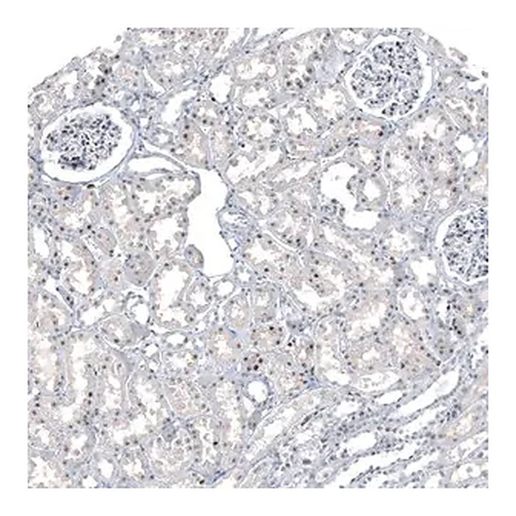 Merck Anti-NRG1 antibody produced in rabbit