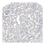 Merck Anti-NRG1 antibody produced in rabbit
