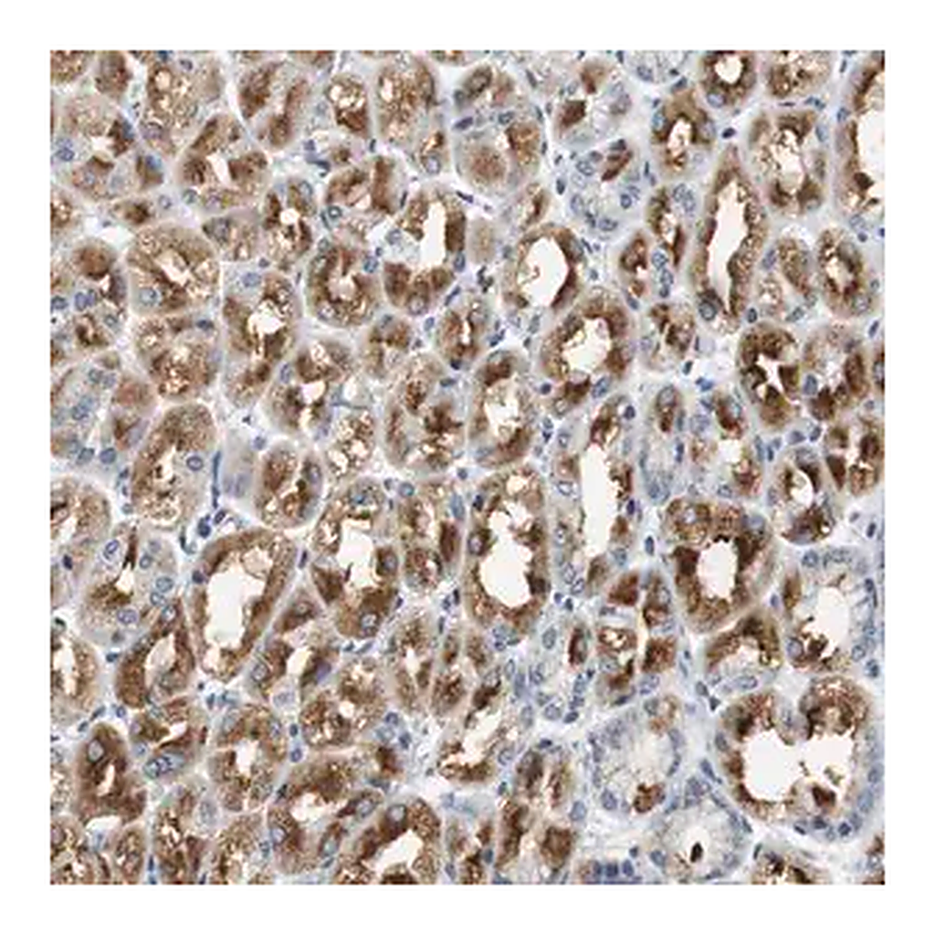 Merck Anti-GRM1 antibody produced in rabbit
