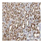 Merck Anti-GRM1 antibody produced in rabbit