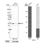 Merck Anti-SFXN1 antibody produced in rabbit