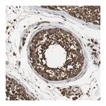 Merck Anti-TBC1D15 antibody produced in rabbit