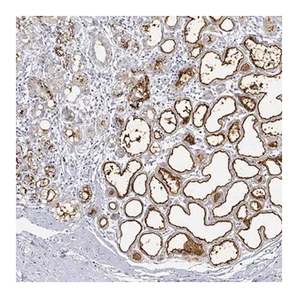 Merck Anti-BTN1A1 antibody produced in rabbit