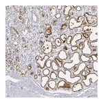 Merck Anti-BTN1A1 antibody produced in rabbit