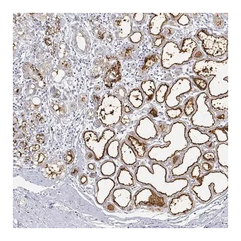 Merck Anti-BTN1A1 antibody produced in rabbit