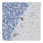Merck Anti-DNER antibody produced in rabbit
