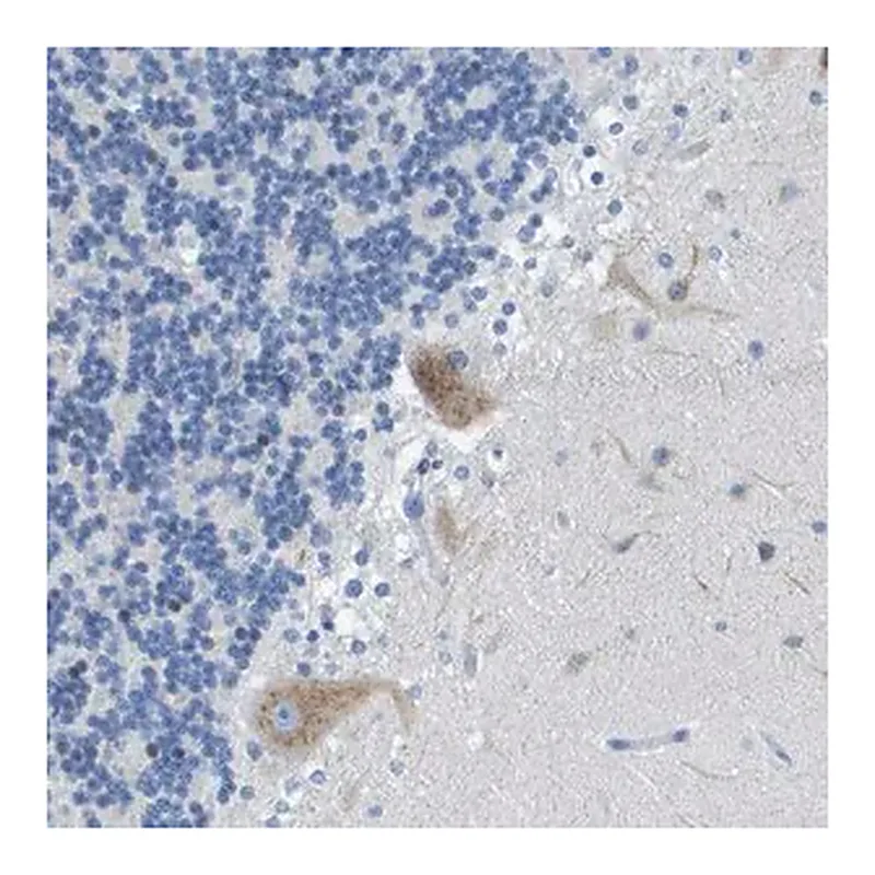 Merck Anti-DNER antibody produced in rabbit