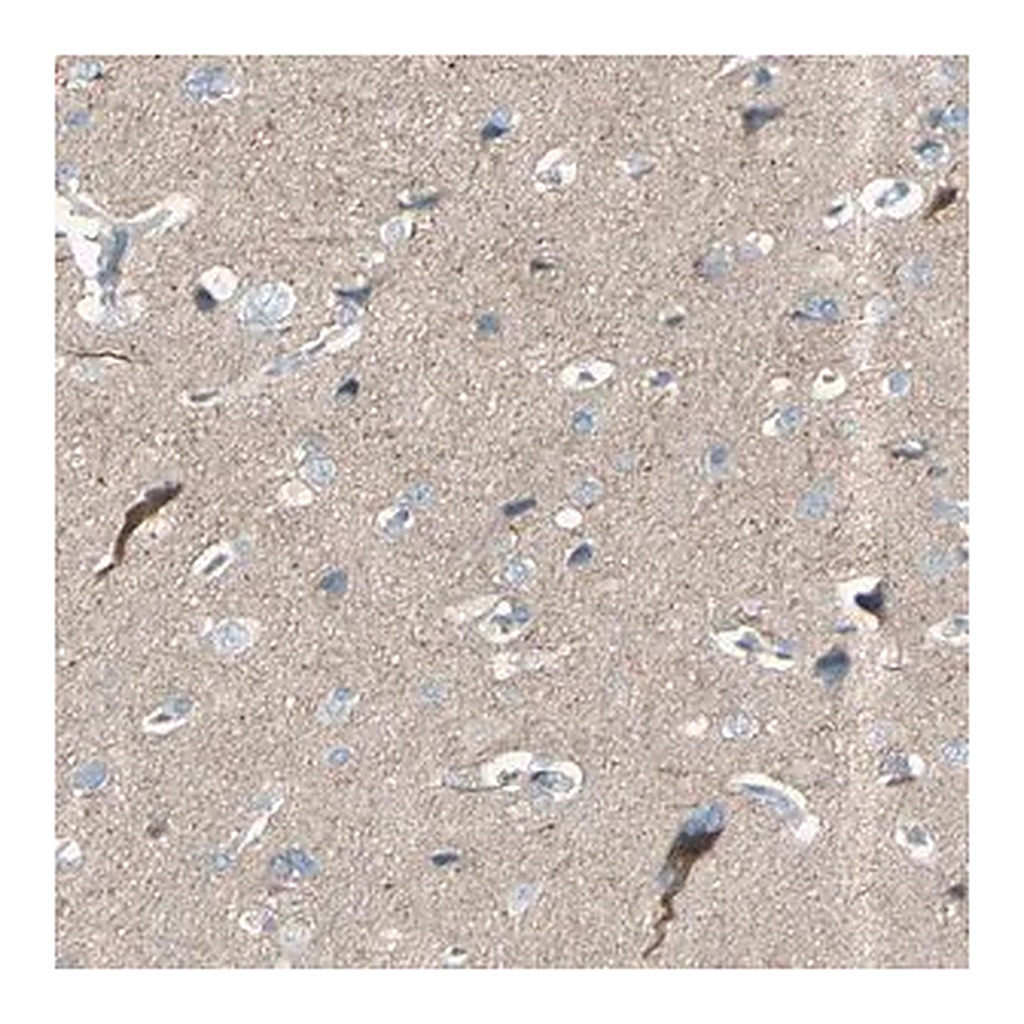 Merck Anti-GPR34 antibody produced in rabbit