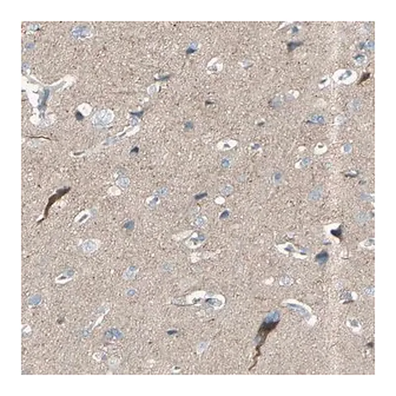 Merck Anti-GPR34 antibody produced in rabbit
