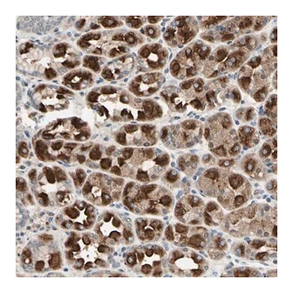 Merck Anti-DPY19L3 antibody produced in rabbit