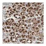 Merck Anti-DPY19L3 antibody produced in rabbit