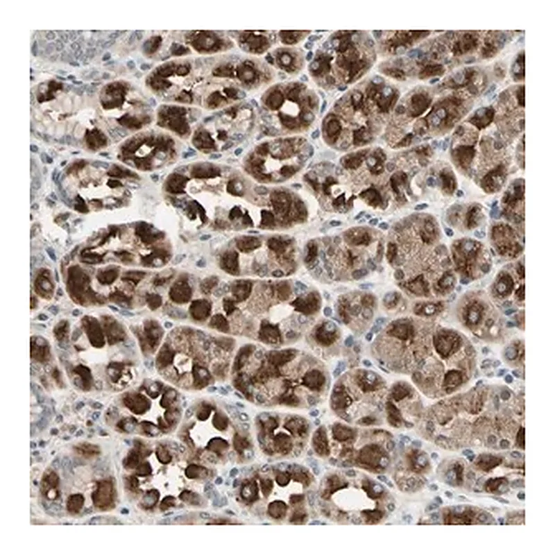 Merck Anti-DPY19L3 antibody produced in rabbit