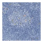 Merck Anti-CD320 antibody produced in rabbit