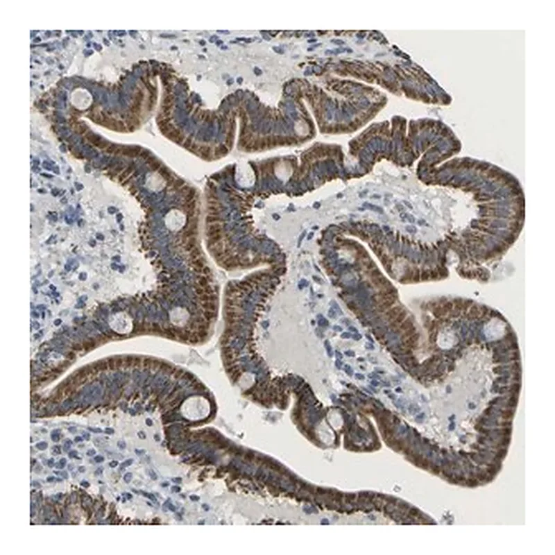 Merck Anti-TMEM223 antibody produced in rabbit