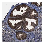 Merck Anti-FNTA antibody produced in rabbit
