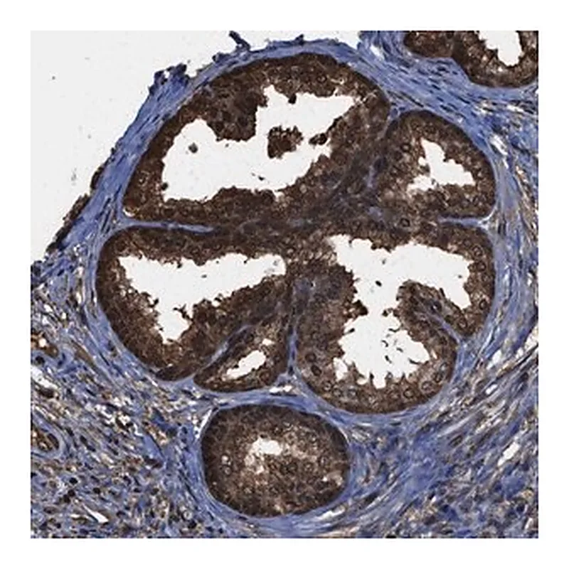 Merck Anti-FNTA antibody produced in rabbit