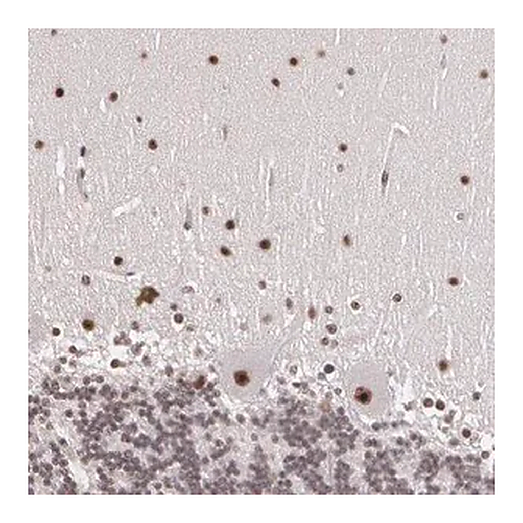 Merck Anti-C6orf15 antibody produced in rabbit