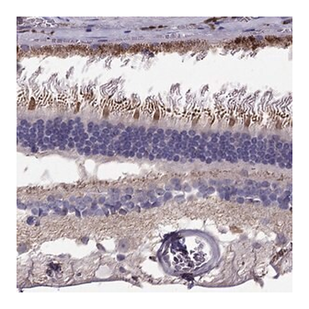 Merck Anti-LRIT3 antibody produced in rabbit