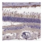 Merck Anti-LRIT3 antibody produced in rabbit