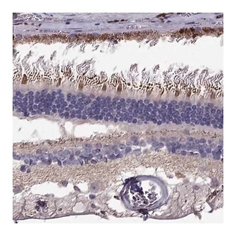 Merck Anti-LRIT3 antibody produced in rabbit
