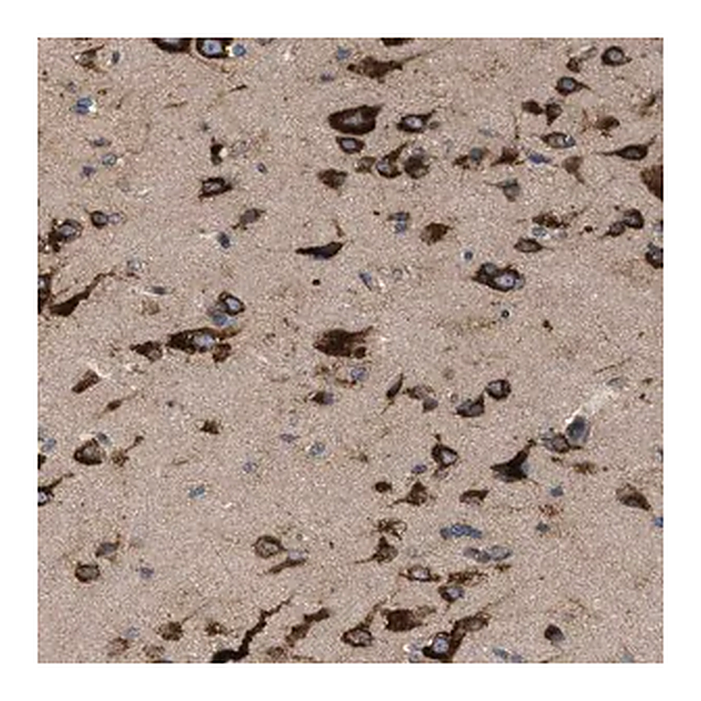 Merck Anti-IL1RL2 antibody produced in rabbit