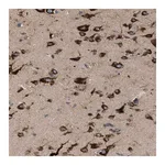 Merck Anti-IL1RL2 antibody produced in rabbit