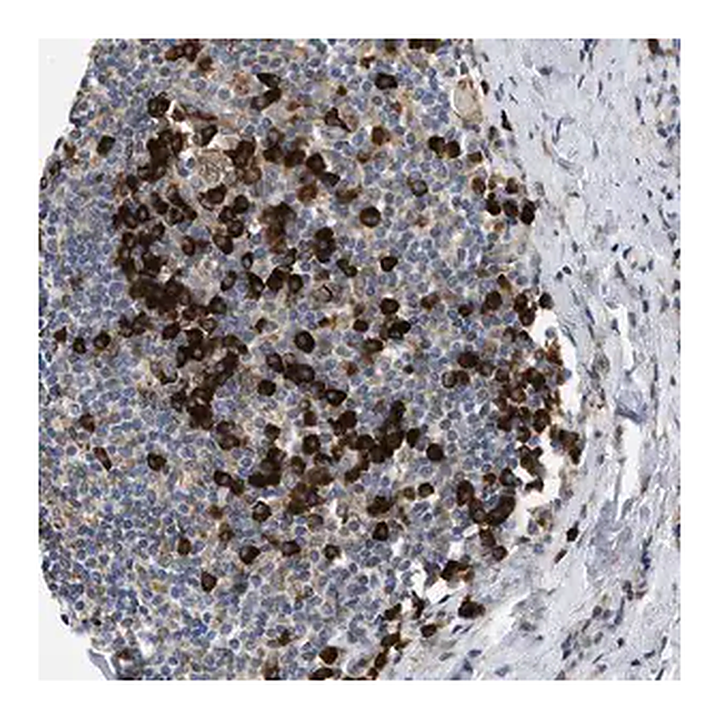 Merck Anti-DERL1 antibody produced in rabbit
