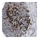 Merck Anti-DERL1 antibody produced in rabbit