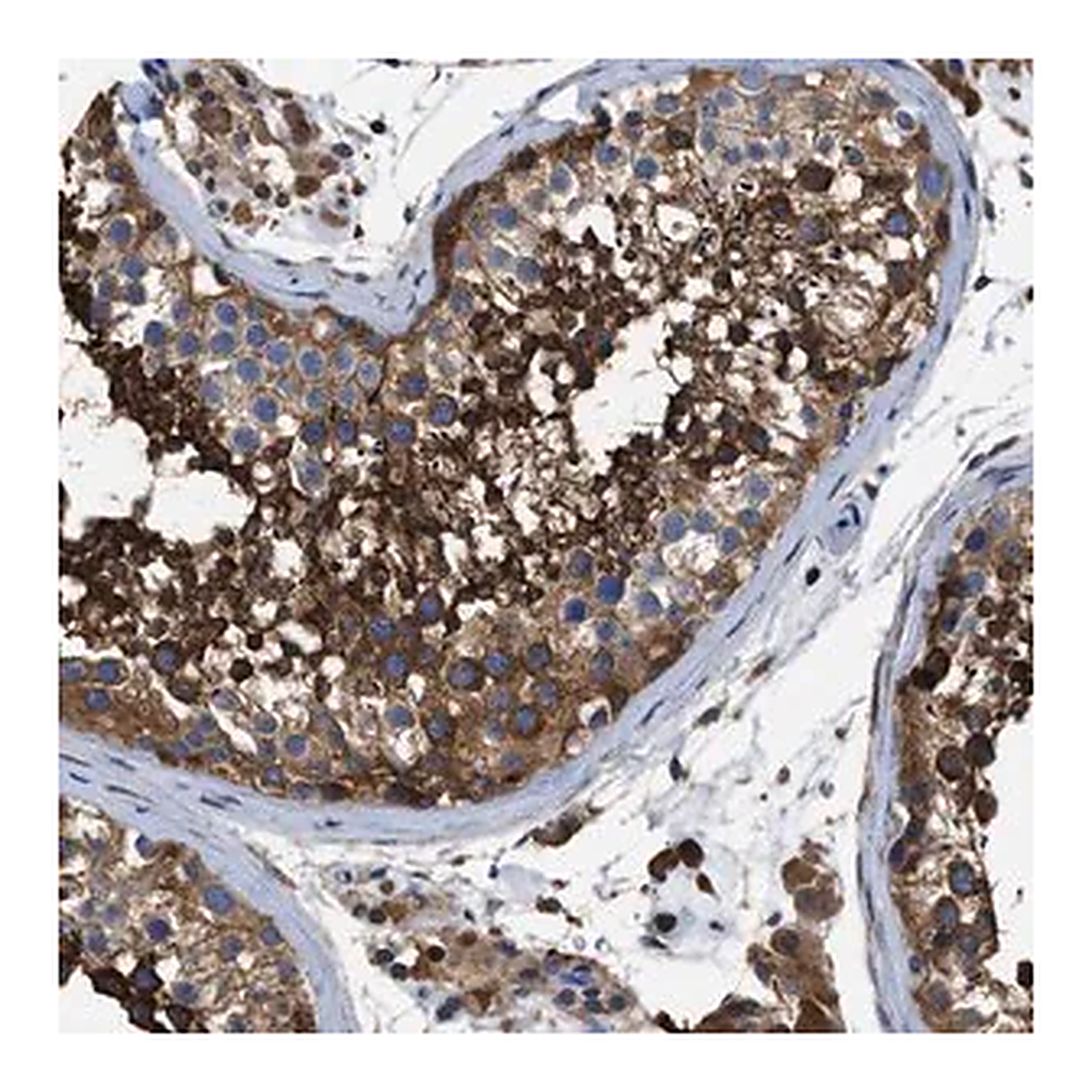 Merck Anti-OR10S1 antibody produced in rabbit