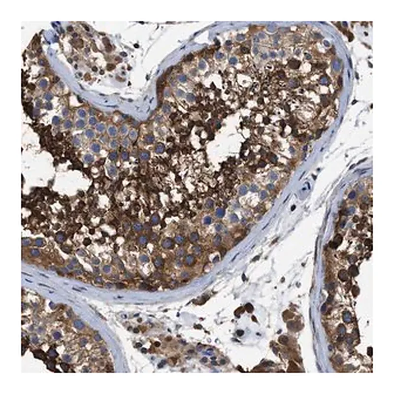 Merck Anti-OR10S1 antibody produced in rabbit