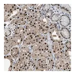 Merck Anti-ALX1 antibody produced in rabbit