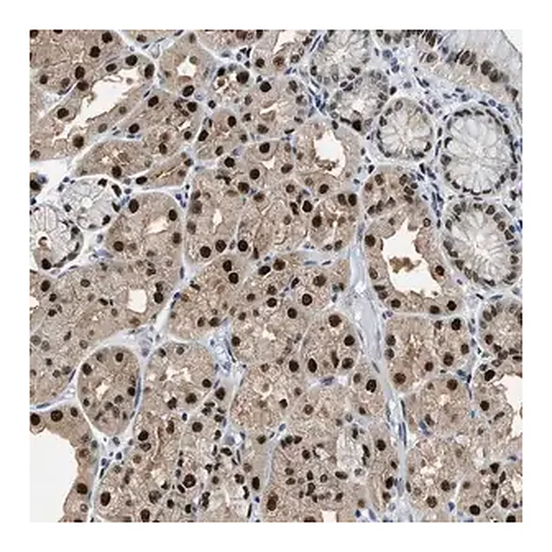 Merck Anti-ALX1 antibody produced in rabbit
