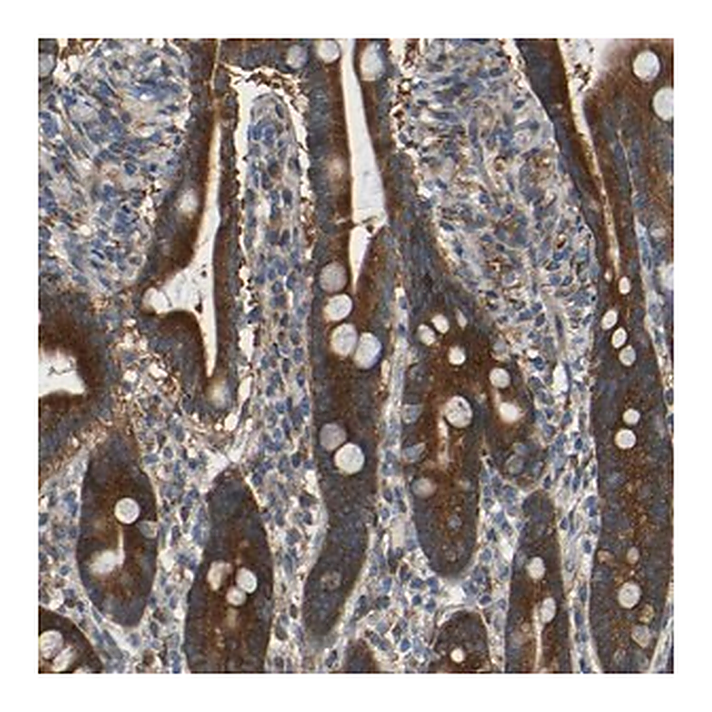 Merck Anti-TMEM25 antibody produced in rabbit