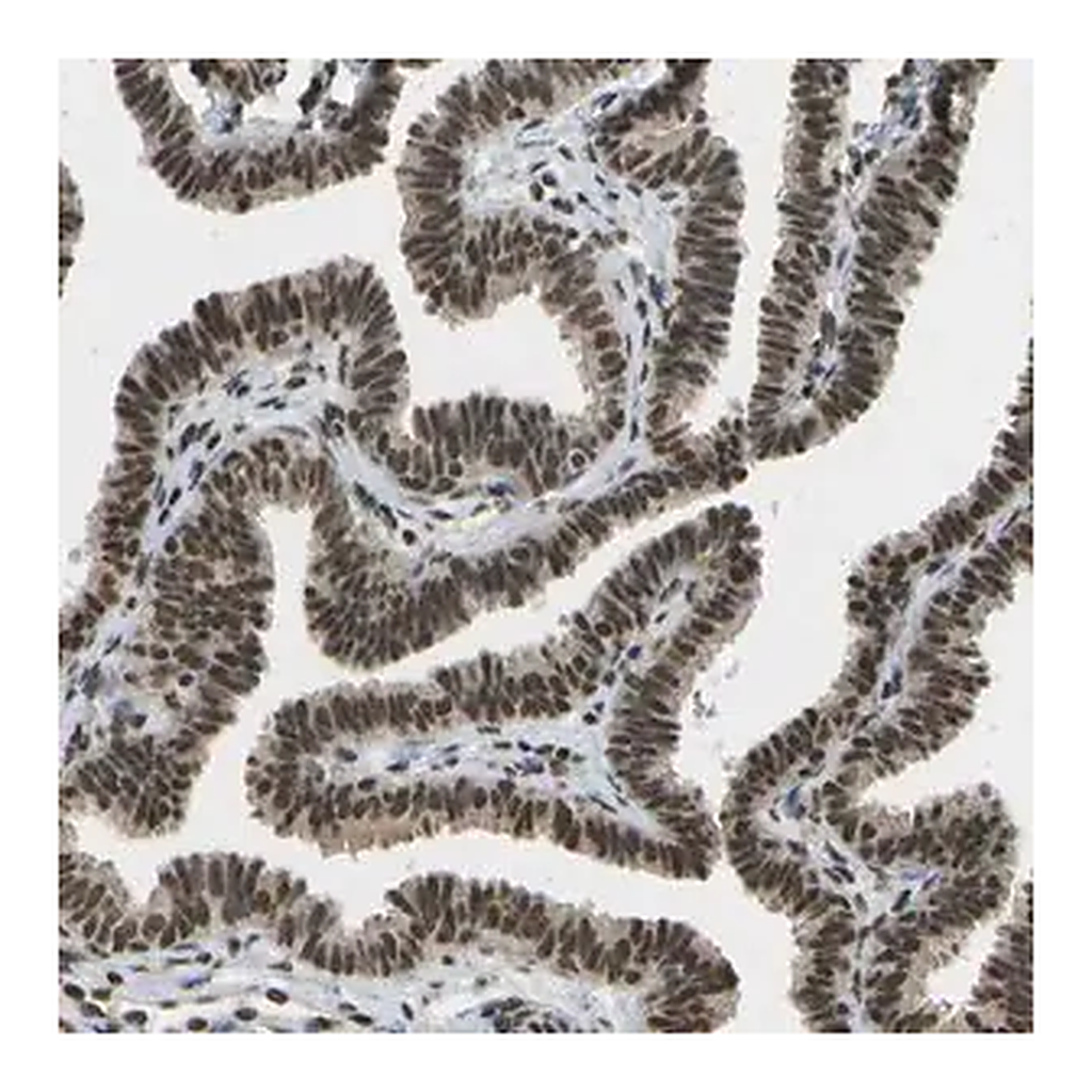 Merck Anti-SPEN antibody produced in rabbit