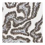 Merck Anti-SPEN antibody produced in rabbit