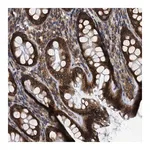 Merck Anti-FAM120A antibody produced in rabbit