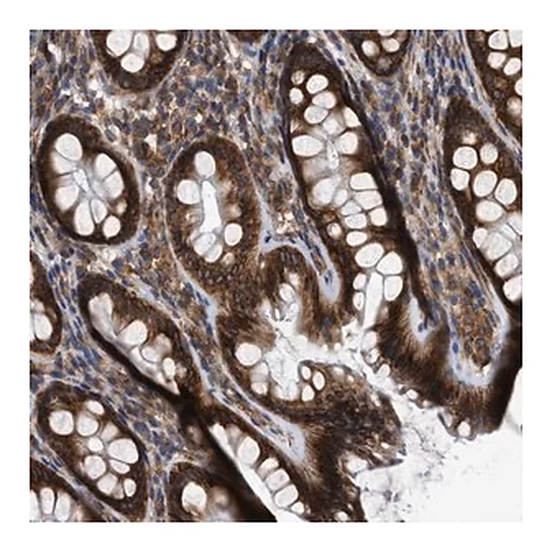 Merck Anti-FAM120A antibody produced in rabbit