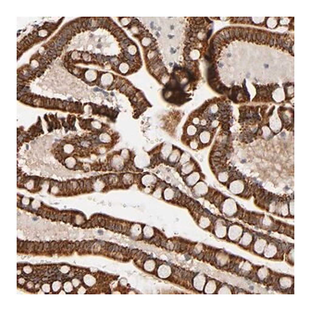 Merck Anti-REEP5 antibody produced in rabbit