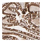 Merck Anti-REEP5 antibody produced in rabbit