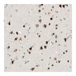 Merck Anti-ATXN1 antibody produced in rabbit