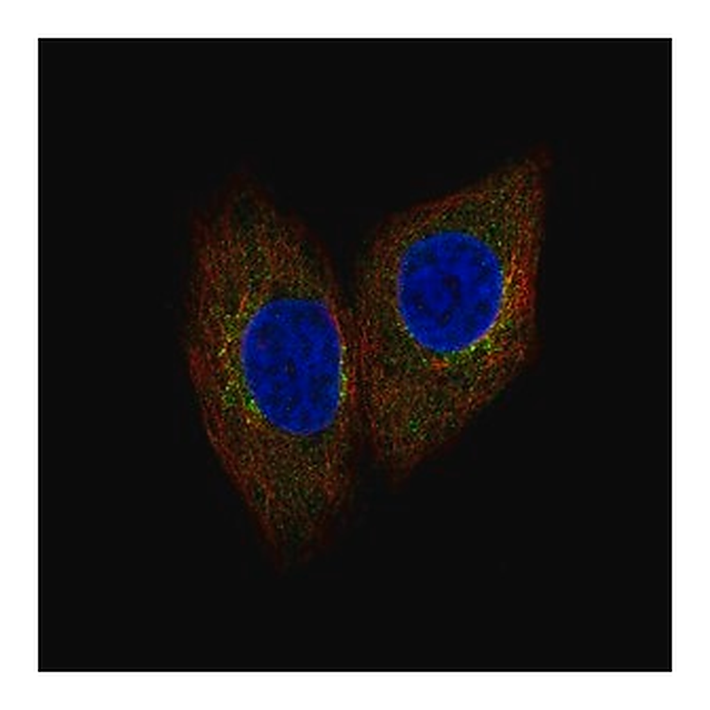 Merck Anti-SCYL1 antibody produced in rabbit