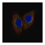 Merck Anti-SCYL1 antibody produced in rabbit